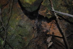 Corasoides australis