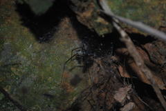 Corasoides australis