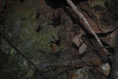 Corasoides australis