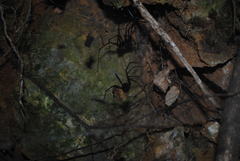 Corasoides australis