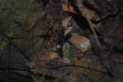 Corasoides australis