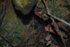 Corasoides australis