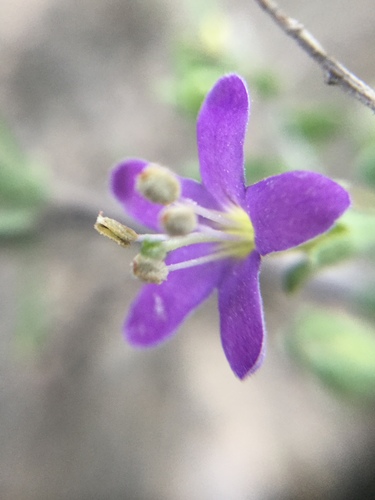 Image of Lycium parishii by (c) Erick Vélez Sánchez, some rights reserved (CC BY)