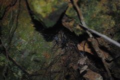 Corasoides australis