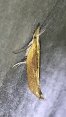 Ypsolopha dentiferella