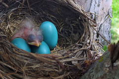 Turdus migratorius