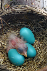 Turdus migratorius