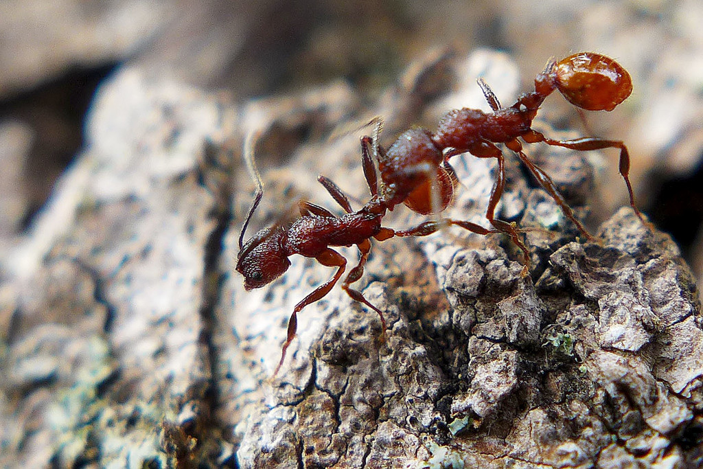 Mary's Collared Ant