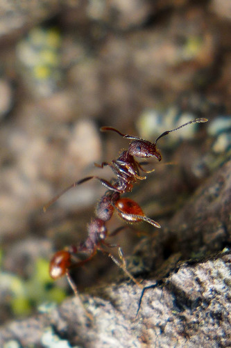 Mary's Collared Ant photo 5