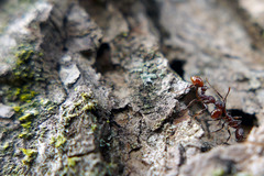 Aphaenogaster mariae