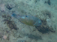 Choerodon schoenleinii