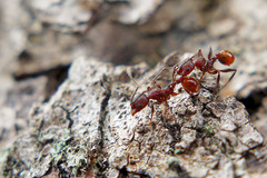 Aphaenogaster mariae