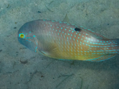 Choerodon schoenleinii