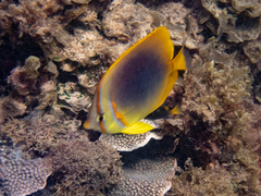 Chaetodon aureofasciatus