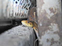 Coelognathus radiatus