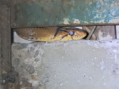 Coelognathus radiatus