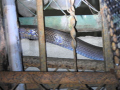 Coelognathus radiatus