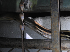 Coelognathus radiatus