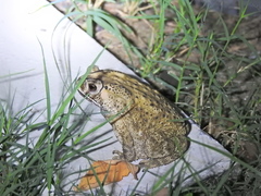 Duttaphrynus melanostictus