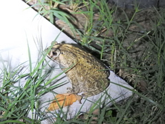 Duttaphrynus melanostictus