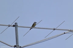 Tyrannus melancholicus