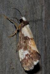 Philenora elegans
