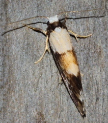 Philenora elegans