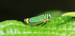 Subrasaca flavolineata