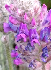 Oxytropis splendens
