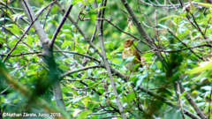 Turdus assimilis