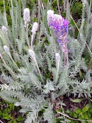 Oxytropis splendens