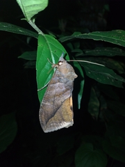 Eudocima serpentifera