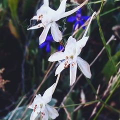 Delphinium consolida