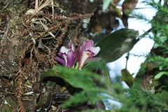 Bifrenaria
