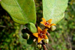 Hemidesmus indicus