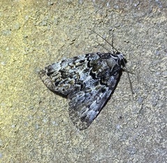 Allotria