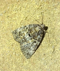 Allotria