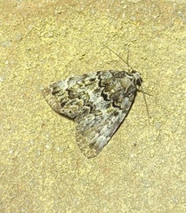 Allotria