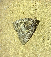 Allotria