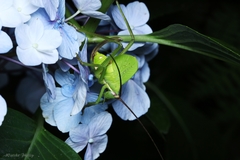 Paracycloptera