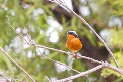 Phoenicurus moussieri