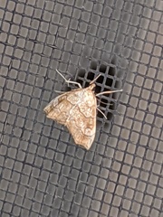 Scybalistodes periculosalis