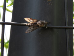 Tabanus trimaculatus