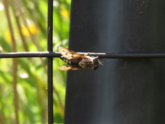 Tabanus trimaculatus