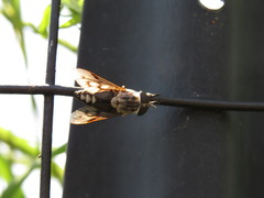 Tabanus trimaculatus