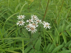 Achillea alpina camtschatica