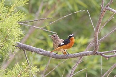 Phoenicurus moussieri