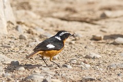 Phoenicurus moussieri