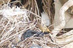 Phoenicurus moussieri