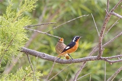 Phoenicurus moussieri